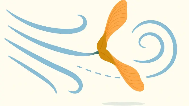 How wind vortexes carry maple seeds tens of kilometers